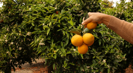 Billige Pauschalreisen Malaga